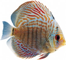 多彩鱼漂亮多彩热带鱼png透明素材