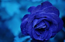 蓝玫瑰花桌面壁纸