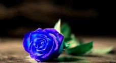 一朵蓝玫瑰