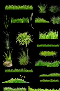 矢量图库绿色草植物素材写实植物素材