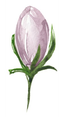 紫馨花束卡通透明素材