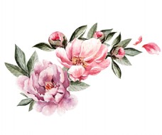 抠图专用素描水彩花卉卡通透明素材