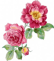 画中国风手绘中国画风美丽蔷薇花png透明素材