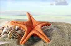 贝壳海洋漂亮的海星和贝壳砂海洋贝类