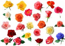 玫红色玫瑰赏心悦目的玫瑰花png透明素材