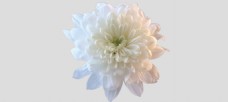 白色花漂亮白色菊花免抠psd透明素材