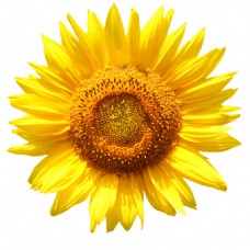 一朵金灿灿的向日葵花png透明素材