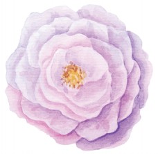 抠图专用优雅水彩绘画花卉卡通透明素材