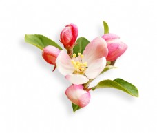 桃花花朵png元素素材