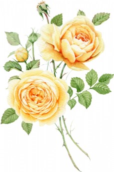 抠图专用黄色玫瑰花卡通透明素材
