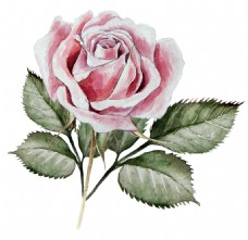 抠图专用浪漫水彩玫瑰花卡通透明素材