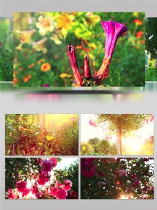 阳光花园花朵开放的美丽风景花朵实拍视频