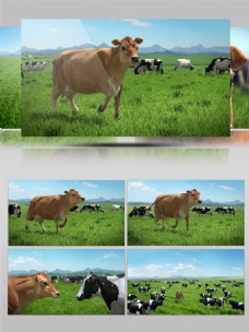自然风景可爱的小牛奶牛草原牧场风景大自然动物