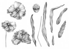 花朵树叶各式形态素描psd源文件
