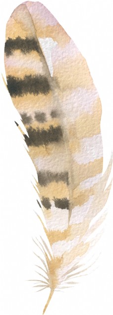 熊纹羽毛卡通水彩透明素材