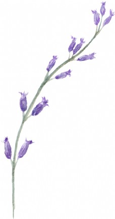 紫花桃枝卡通水彩透明素材
