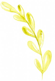水黄花叶卡通透明素材