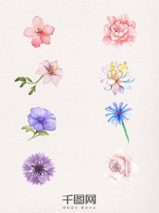 8款水彩植物花朵素材