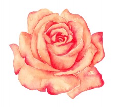玫瑰花卡通透明素材
