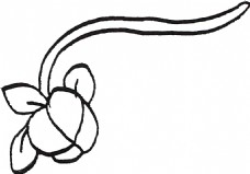 抠图专用简约绘画花卉卡通透明素材