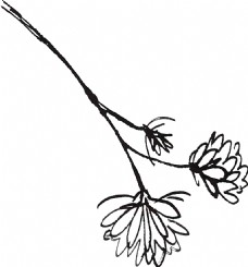 黑白植物卡通透明素材