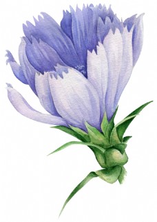 淡紫花瓣卡通透明装饰素材