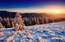 大自然景观冬季雪松景观大自然
