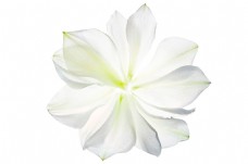 高雅白色花卉透明素材