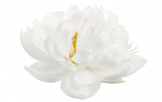 白色花白色清新花卉透明素材