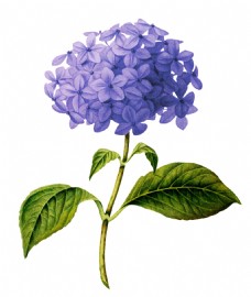 抠图专用唯美紫色花卉透明素材