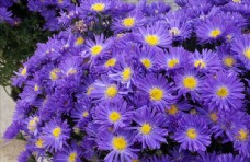 花卉特写紫苑特写雪青色花卉