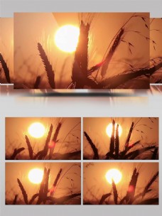 高清唯美实拍小麦太阳空镜头视频素材