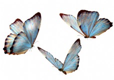 抠图专用飞舞蝴蝶透明素材