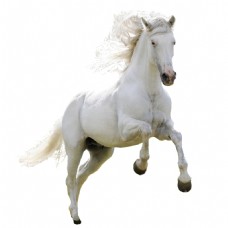 抠图专用白色马匹透明素材