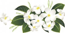 朴素白色花朵透明素材