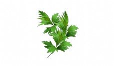 绿叶绿色植物素材中医艾灸治理药材艾草叶子