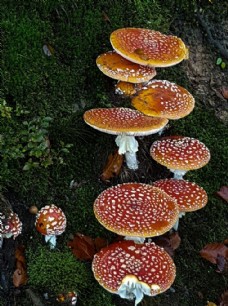 其他生物野生蘑菇