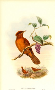 花纹背景手绘小鸟彩色插画手绘鸟类