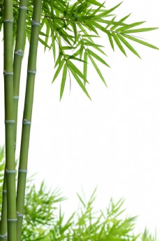其他生物竹子竹叶背景
