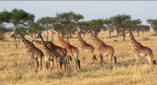 非洲动物非洲大草原野生动物