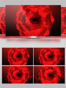 玫红色玫瑰热烈红玫瑰高清视频素材