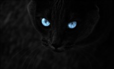 可爱动物黑色猫咪