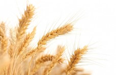 其他生物小麦