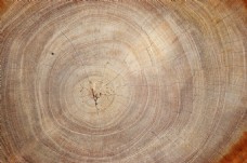 木材高清年轮木纹素材