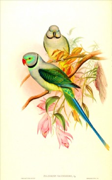 亚洲手绘鸟类生物插画